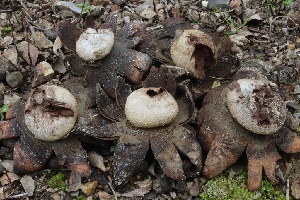  ( - FDS-CA-00710)  @11 [ ] by-nc (2024) Taye Bright Fungal Diversity Survey