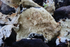  ( - FDS-CA-00712)  @11 [ ] by-nc (2024) Taye Bright Fungal Diversity Survey
