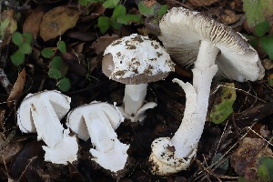  (Amanita sp. crassiputamen - FDS-CA-00714)  @11 [ ] by-nc (2024) Taye Bright Fungal Diversity Survey