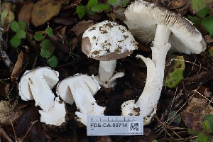  ( - FDS-CA-00714)  @11 [ ] by-nc (2024) Taye Bright Fungal Diversity Survey