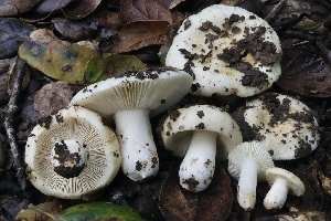  ( - FDS-CA-00717)  @11 [ ] by-nc (2024) Taye Bright Fungal Diversity Survey