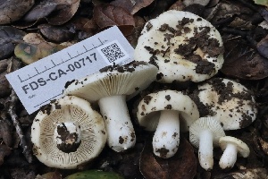  ( - FDS-CA-00717)  @11 [ ] by-nc (2024) Taye Bright Fungal Diversity Survey