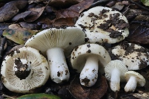  ( - FDS-CA-00717)  @11 [ ] by-nc (2024) Taye Bright Fungal Diversity Survey