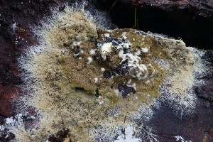  ( - FDS-CA-00721)  @11 [ ] by-nc (2024) Taye Bright Fungal Diversity Survey