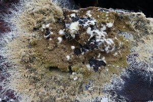  ( - FDS-CA-00721)  @11 [ ] by-nc (2024) Taye Bright Fungal Diversity Survey
