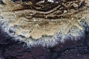  ( - FDS-CA-00721)  @11 [ ] by-nc (2024) Taye Bright Fungal Diversity Survey