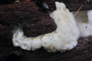  ( - FDS-CA-00722)  @11 [ ] by-nc (2024) Taye Bright Fungal Diversity Survey