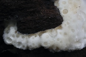  ( - FDS-CA-00722)  @11 [ ] by-nc (2024) Taye Bright Fungal Diversity Survey