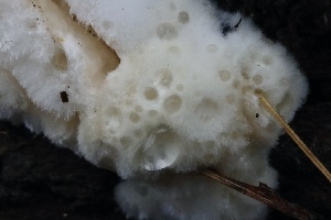  (Sarcoporia - FDS-CA-00722)  @11 [ ] by-nc (2024) Taye Bright Fungal Diversity Survey