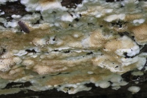  ( - FDS-CA-00723)  @11 [ ] by-nc (2024) Taye Bright Fungal Diversity Survey