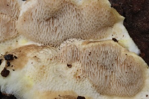  (Coniophoraceae - FDS-CA-00723)  @11 [ ] by-nc (2024) Taye Bright Fungal Diversity Survey