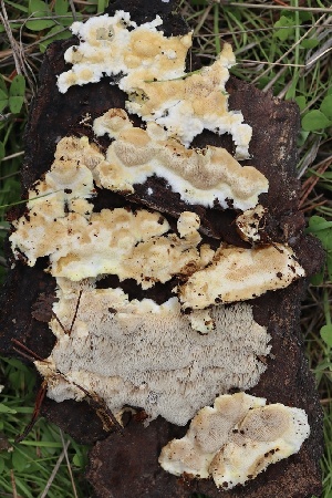  ( - FDS-CA-00723)  @11 [ ] by-nc (2024) Taye Bright Fungal Diversity Survey
