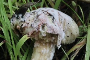  ( - FDS-CA-00724)  @11 [ ] by-nc (2024) Taye Bright Fungal Diversity Survey