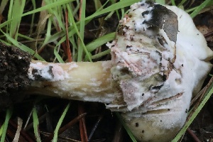  ( - FDS-CA-00724)  @11 [ ] by-nc (2024) Taye Bright Fungal Diversity Survey