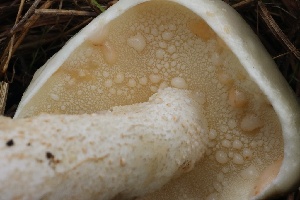  (Suillus pungens - FDS-CA-00730)  @11 [ ] by-nc (2024) Taye Bright Fungal Diversity Survey
