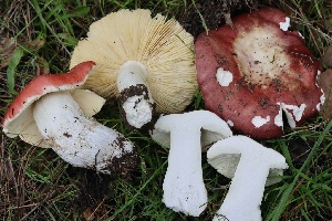  ( - FDS-CA-00731)  @11 [ ] by-nc (2024) Taye Bright Fungal Diversity Survey