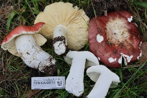  ( - FDS-CA-00731)  @11 [ ] by-nc (2024) Taye Bright Fungal Diversity Survey