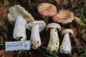  ( - FDS-CA-00732)  @11 [ ] by-nc (2024) Taye Bright Fungal Diversity Survey