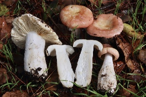  ( - FDS-CA-00732)  @11 [ ] by-nc (2024) Taye Bright Fungal Diversity Survey