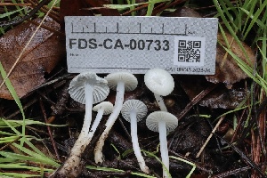  ( - FDS-CA-00733)  @11 [ ] by-nc (2024) Taye Bright Fungal Diversity Survey