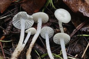  ( - FDS-CA-00733)  @11 [ ] by-nc (2024) Taye Bright Fungal Diversity Survey