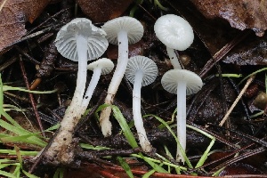  ( - FDS-CA-00733)  @11 [ ] by-nc (2024) Taye Bright Fungal Diversity Survey