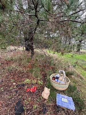  ( - FDS-CA-00734)  @11 [ ] by-nc (2024) Taye Bright Fungal Diversity Survey