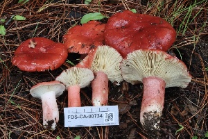  ( - FDS-CA-00734)  @11 [ ] by-nc (2024) Taye Bright Fungal Diversity Survey