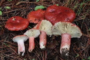  (Russula rhodocephala - FDS-CA-00734)  @11 [ ] by-nc (2024) Taye Bright Fungal Diversity Survey