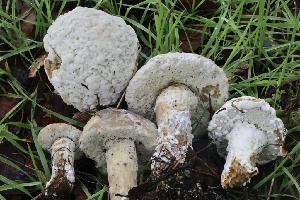  ( - FDS-CA-00736)  @11 [ ] by-nc (2024) Taye Bright Fungal Diversity Survey