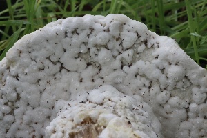  ( - FDS-CA-00736)  @11 [ ] by-nc (2024) Taye Bright Fungal Diversity Survey