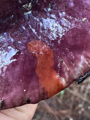  ( - FDS-CA-00737)  @11 [ ] by-nc (2024) Taye Bright Fungal Diversity Survey