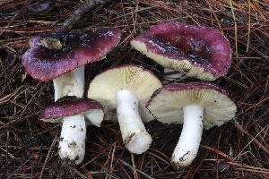  (Russula sp. Woo51a - FDS-CA-00737)  @11 [ ] by-nc (2024) Taye Bright Fungal Diversity Survey