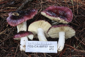  ( - FDS-CA-00737)  @11 [ ] by-nc (2024) Taye Bright Fungal Diversity Survey