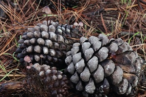  ( - FDS-CA-00738)  @11 [ ] by-nc (2024) Taye Bright Fungal Diversity Survey