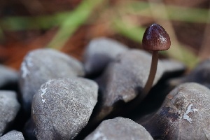  ( - FDS-CA-00738)  @11 [ ] by-nc (2024) Taye Bright Fungal Diversity Survey