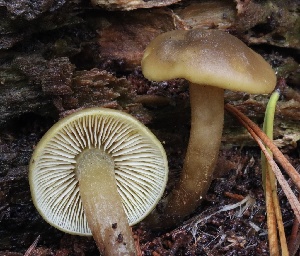  ( - FDS-CA-00740)  @11 [ ] by-nc (2024) Taye Bright Fungal Diversity Survey