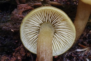  ( - FDS-CA-00740)  @11 [ ] by-nc (2024) Taye Bright Fungal Diversity Survey