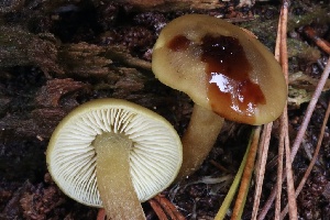  ( - FDS-CA-00740)  @11 [ ] by-nc (2024) Taye Bright Fungal Diversity Survey