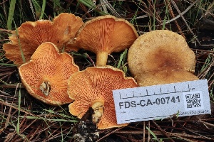  ( - FDS-CA-00741)  @11 [ ] by-nc (2024) Taye Bright Fungal Diversity Survey