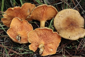  ( - FDS-CA-00741)  @11 [ ] by-nc (2024) Taye Bright Fungal Diversity Survey