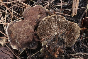  ( - FDS-CA-00742)  @11 [ ] by-nc (2024) Taye Bright Fungal Diversity Survey