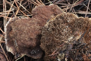  ( - FDS-CA-00742)  @11 [ ] by-nc (2024) Taye Bright Fungal Diversity Survey