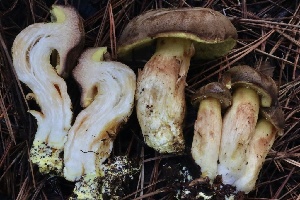  ( - FDS-CA-00743)  @11 [ ] by-nc (2024) Taye Bright Fungal Diversity Survey