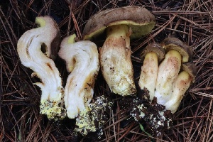  ( - FDS-CA-00743)  @11 [ ] by-nc (2024) Taye Bright Fungal Diversity Survey