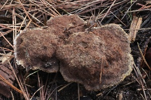  ( - FDS-CA-00742)  @11 [ ] by-nc (2024) Taye Bright Fungal Diversity Survey