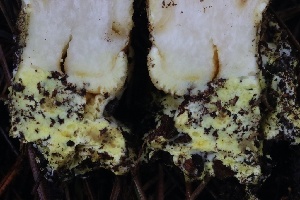  ( - FDS-CA-00743)  @11 [ ] by-nc (2024) Taye Bright Fungal Diversity Survey