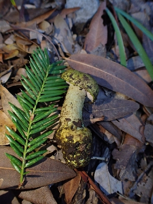  (Calonarius viridirubescens - HAY-F-007957)  @11 [ ] by-nc (2023) Sadie Hickey Fungal Diversity Survey