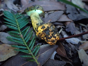  ( - HAY-F-007957)  @11 [ ] by-nc (2023) Sadie Hickey Fungal Diversity Survey