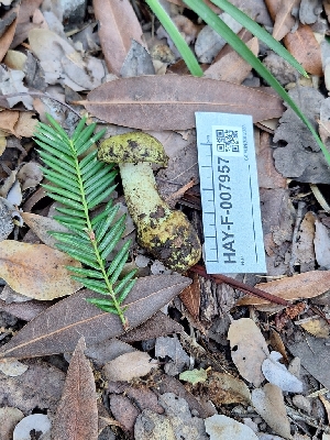  ( - HAY-F-007957)  @11 [ ] by-nc (2023) Sadie Hickey Fungal Diversity Survey